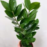 Zamioculcas Zamiifolia Emerald Palm ZZ 12cm pot
