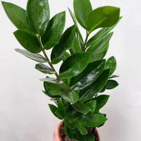 zamioculcas zamiifolia emerald palm zz 12cm pot