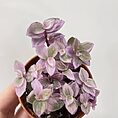 schefflera arboricola umbrella plant on lava rock bonsai