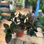 Ludisia Discolor Nigrescents Jewel Orchid 12cm pot