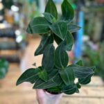 Ludisia Discolor Green Jewel Orchid 12cm pot