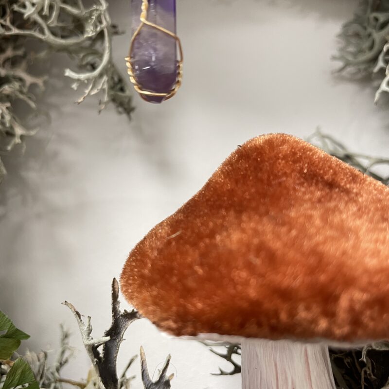 ludisia discolor jewel orchid 12cm ludisia discolor jewel orchid 12cm