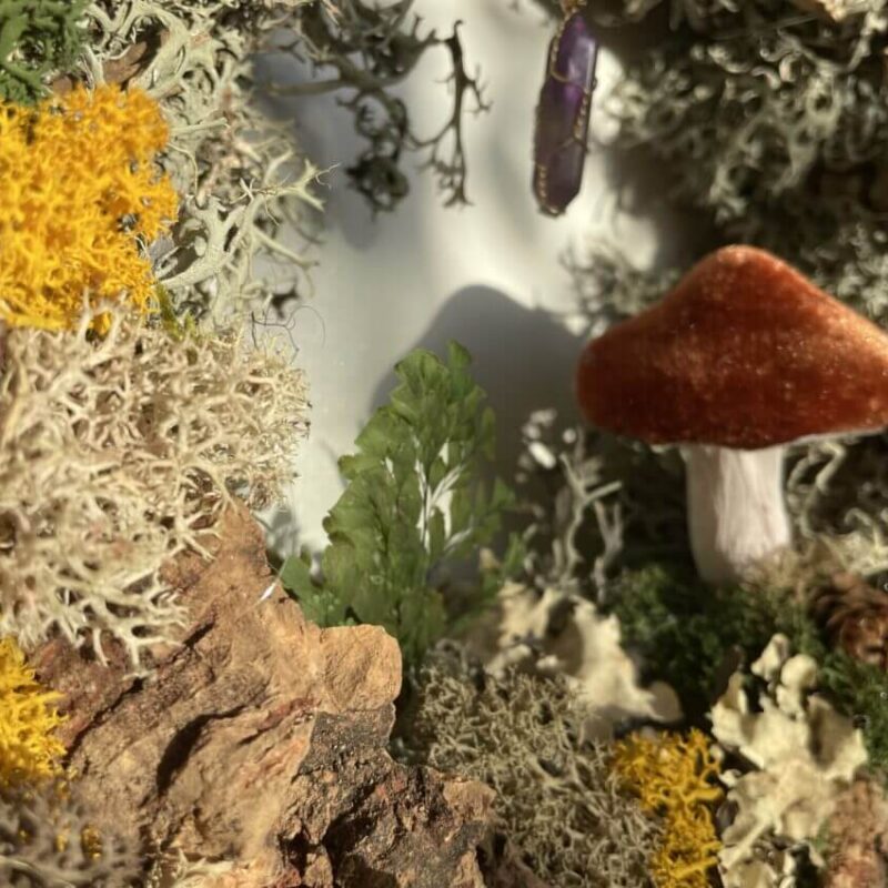 ludisia discolor jewel orchid 12cm ludisia discolor jewel orchid 12cm