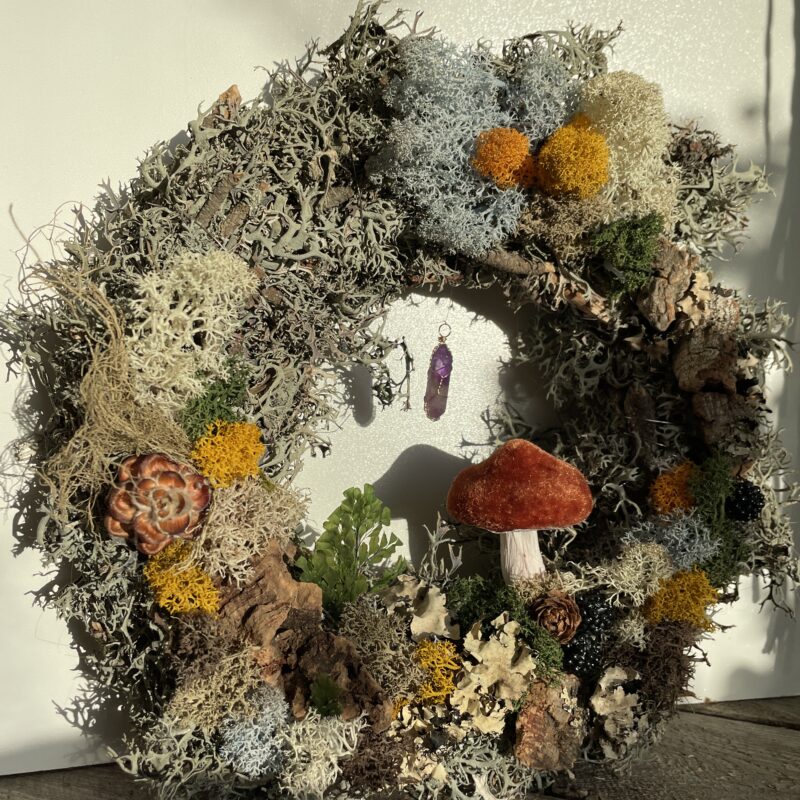 ludisia discolor jewel orchid 12cm ludisia discolor jewel orchid 12cm