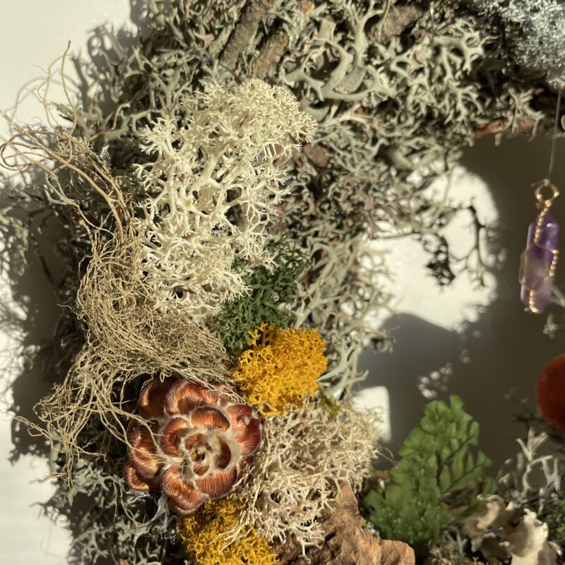 ludisia discolor jewel orchid 12cm ludisia discolor jewel orchid 12cm