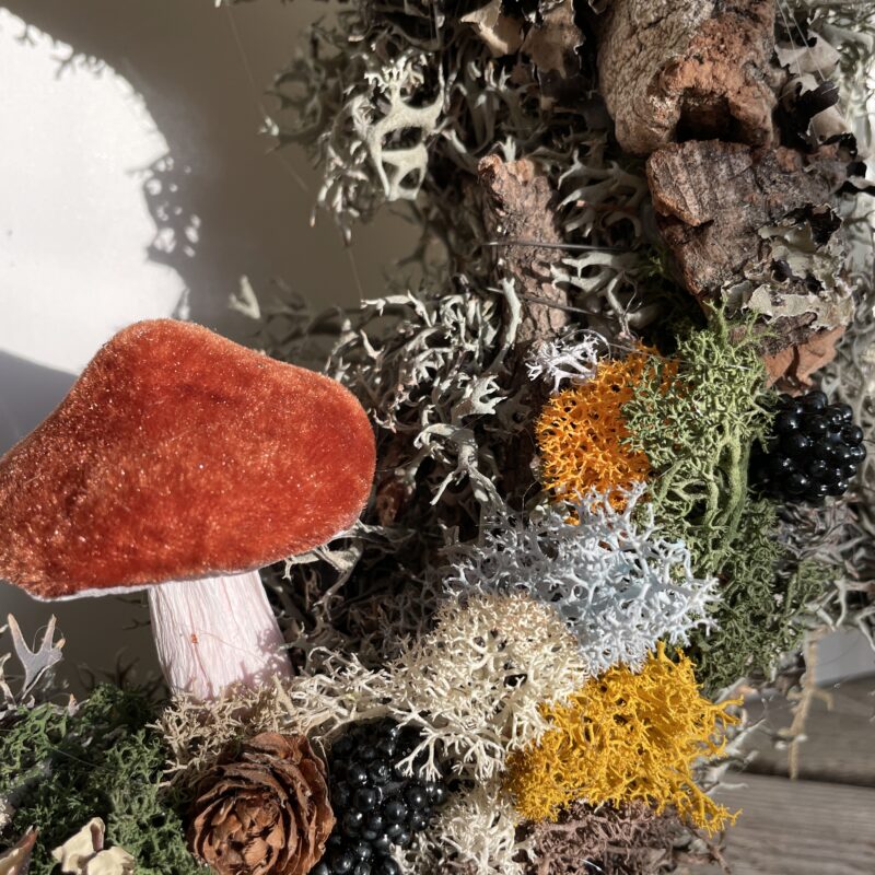 ludisia discolor jewel orchid 12cm ludisia discolor jewel orchid 12cm