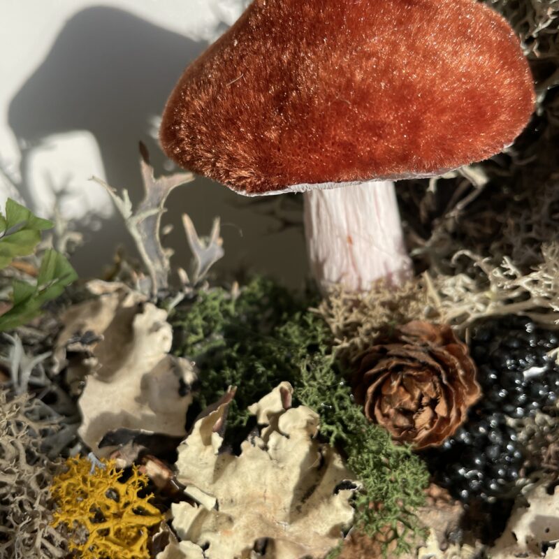 ludisia discolor jewel orchid 12cm ludisia discolor jewel orchid 12cm