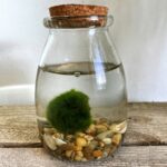 Marimo Moss Ball Rotund Bottle With Cork