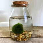 Marimo Moss Ball Rotund Bottle With Cork