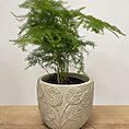 monstera & fern leaf design concrete planter for 9cm pots (copy)