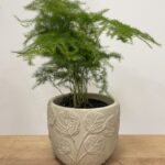 Botanical Beige Design Concrete Planter for 9cm pots