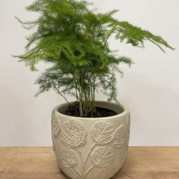 Botanical Beige Design Concrete Planter for 9cm pots Plant Accessories 9cm planter