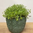 monstera & fern leaf design concrete planter for 9cm pots (copy)