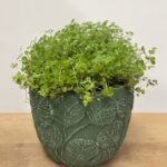 Botanical Green Design Concrete Planter for 9cm pots