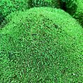 preserved green cushion bun moss bulk