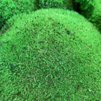 preserved green cushion bun moss bulk