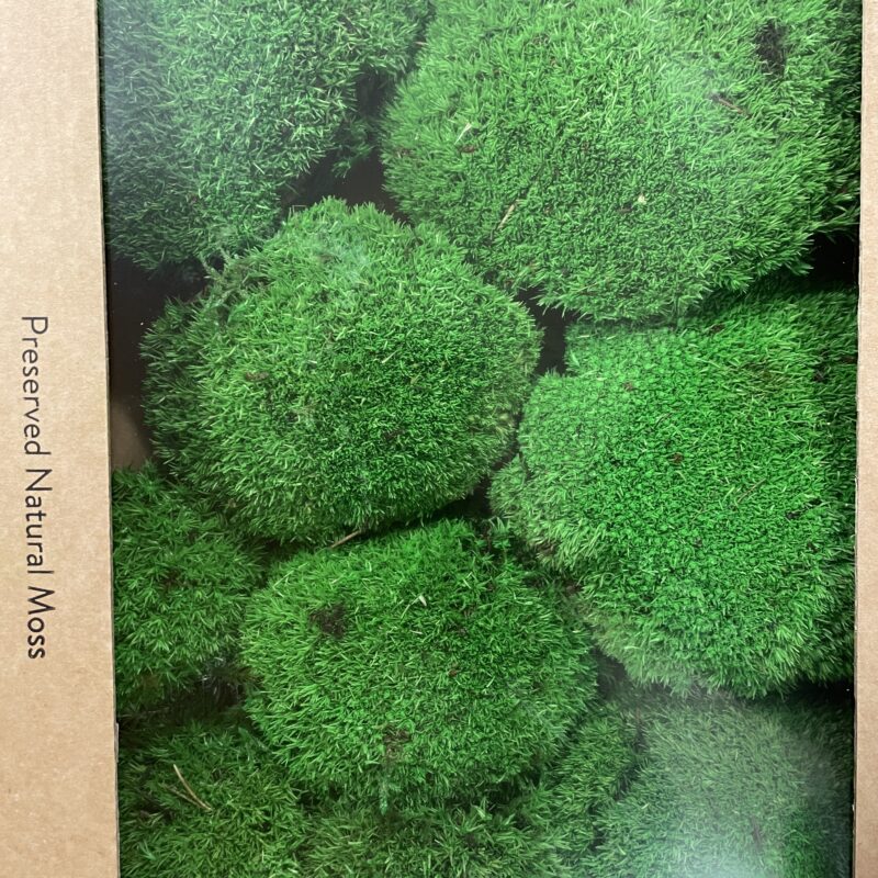 preserved green cushion bun moss bulk preserved green cushion bun moss bulk