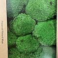 preserved green cushion bun moss bulk