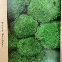 preserved green cushion bun moss bulk