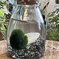 marimo moss ball rotund bottle with cork