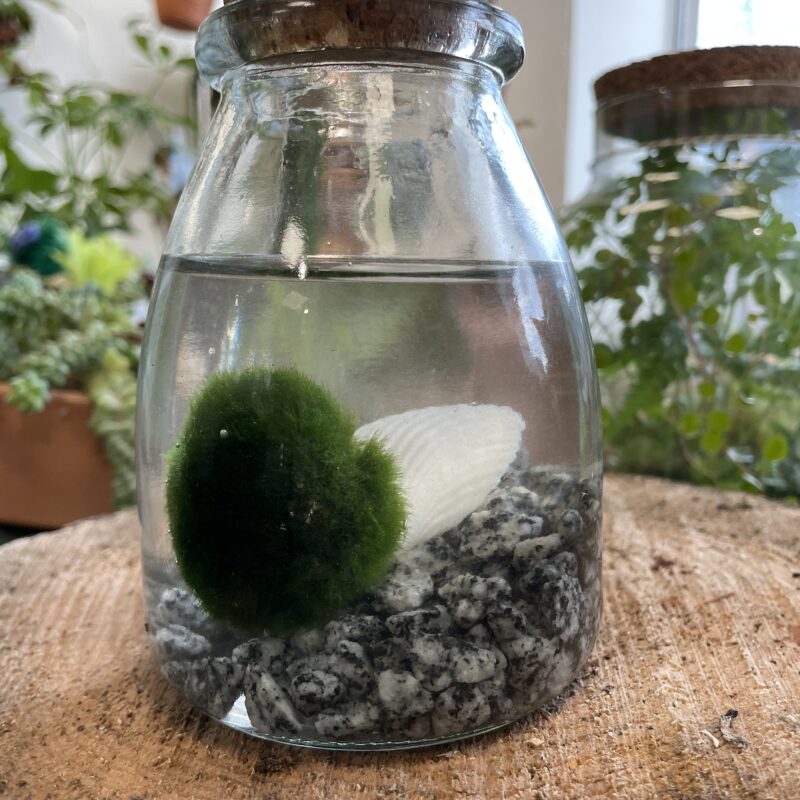 marimo moss ball rotund bottle with cork marimo moss ball rotund bottle with cork