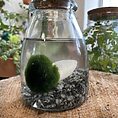 marimo moss ball rotund bottle with cork