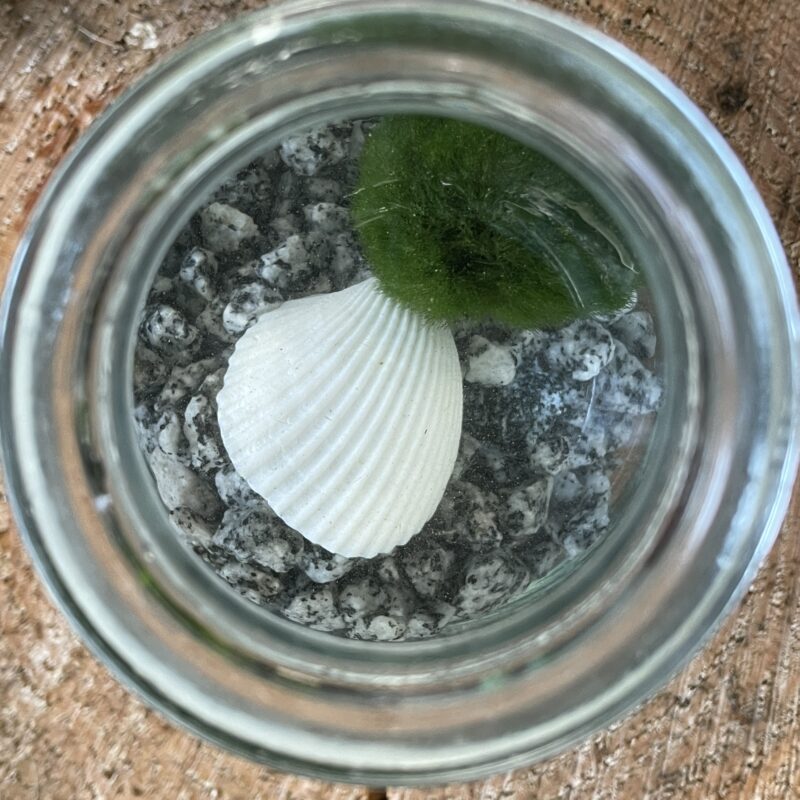 marimo moss ball rotund bottle with cork marimo moss ball rotund bottle with cork