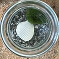 marimo moss ball rotund bottle with cork
