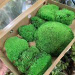 Preserved Green Cushion Bun Moss BULK
