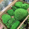 preserved green cushion bun moss bulk