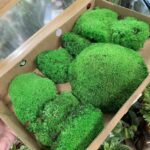 Preserved Green Cushion Bun Moss BULK