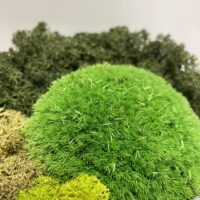 preserved green cushion bun moss bulk