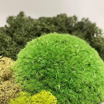Preserved Green Cushion Bun Moss BULK Made with Moss art 3