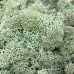 Preserved Reindeer Moss MINT GREEN BULK
