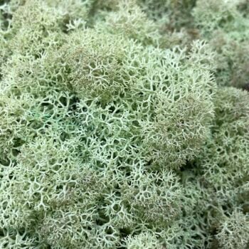 Preserved Reindeer Moss MINT GREEN BULK
