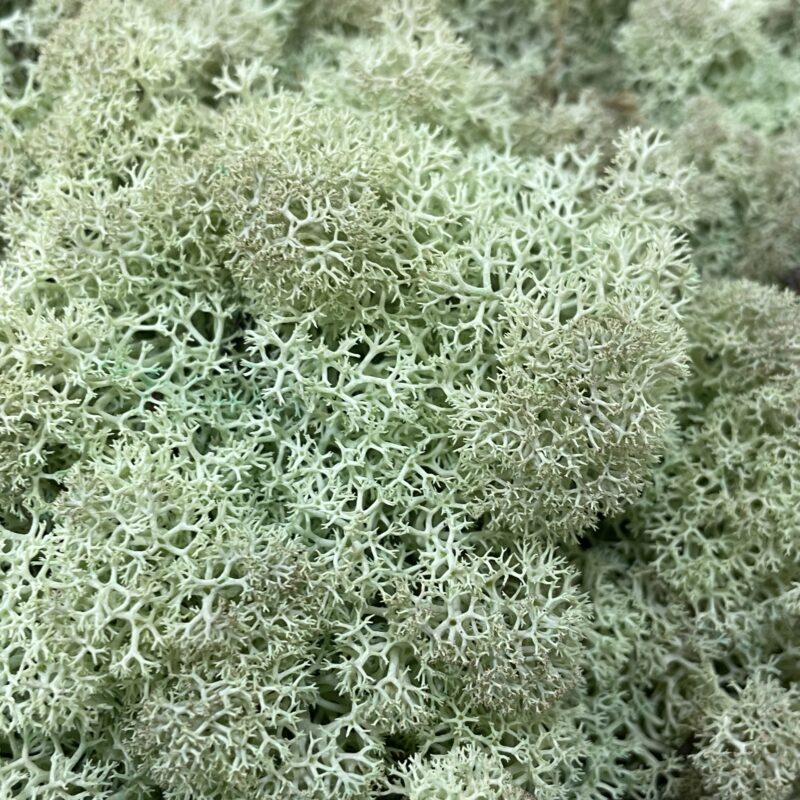 Preserved Reindeer Moss MINT GREEN BULK