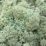 Preserved Reindeer Moss MINT GREEN BULK