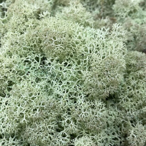 Preserved Reindeer Moss MINT GREEN BULK