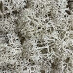 Preserved Reindeer Moss NATURAL PALE