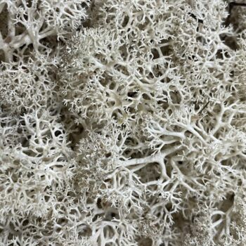 Preserved Reindeer Moss NATURAL PALE Made with Moss Green 2