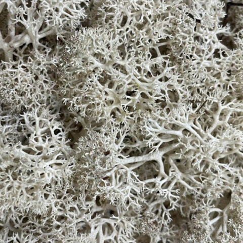 preserved reindeer moss mint green