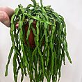 rhipsalis paradoxa chain succulent xl 21cm pot reduced