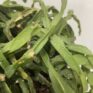 rhipsalis paradoxa chain succulent xl 21cm pot reduced