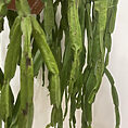 rhipsalis paradoxa chain succulent xl 21cm pot reduced