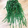 rhipsalis paradoxa chain succulent xl 21cm pot reduced