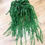 Rhipsalis Paradoxa Chain Succulent  XL 21cm pot REDUCED