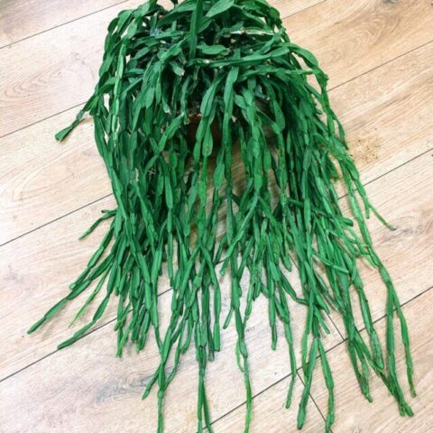rhipsalis paradoxa chain succulent xl 21cm pot reduced