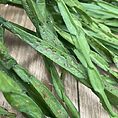 rhipsalis paradoxa chain succulent xl 21cm pot reduced