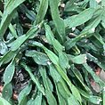 rhipsalis paradoxa chain succulent xl 21cm pot reduced