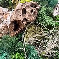 handmade preserved moss wall art fairy circle (copy)